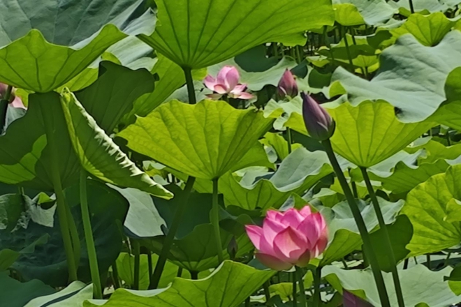 “荷香溢彩·智享摄影”摄影公益活动成功举办，共绘老龄生活新画卷